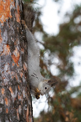 A funny squirrel with a fluffy tail hangs upside down on a tree.