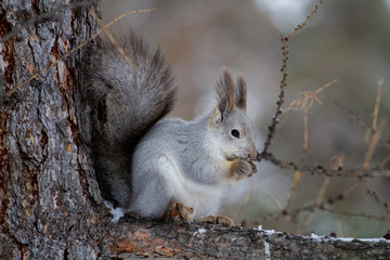 Naklejka na ściany i meble A squirrel with a fluffy tail eats nuts on a tree.