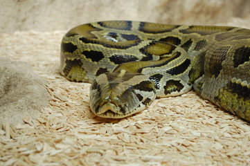 Serpent