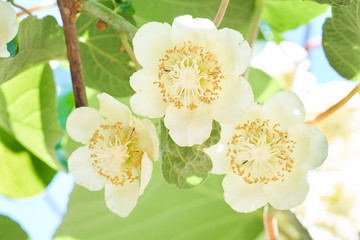 キウイフルーツの花