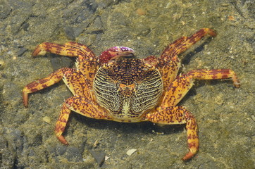 Krabbe