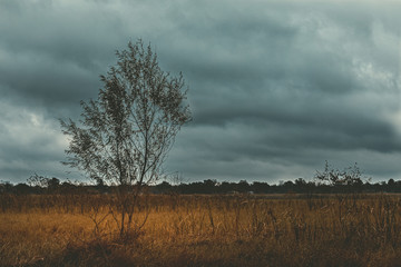 Moody morning with clouds in the swamps of Houston