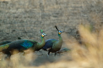 Obraz premium The green peafowl (Pavo muticus) is a peacock species found in the tropical forests of Southeast Asia. It is also known as a Javanese peacock and is endemic to the island of Java in Indonesia.