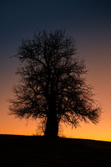 Fototapeta na wymiar alleinstehender Baum gegen stimmungsvollen Nachthimmel