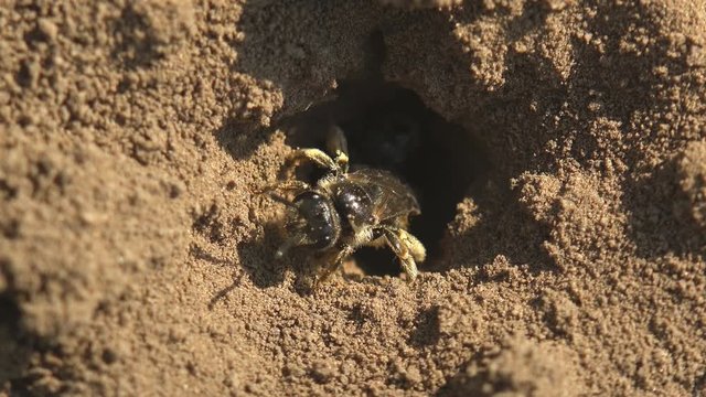 Young honey bee, hatching from an egg, peeps out of hole in ground where eggs are laid. Macro view of insects in wildlife