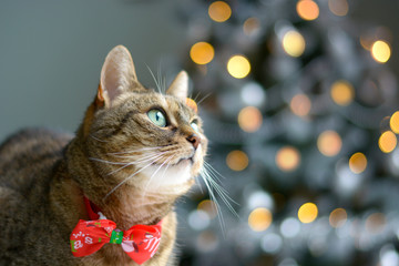 Christmas cat wearing a red bow tie with christmas tree on background.