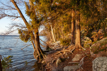 Golden hour at finnish nature trail.
