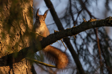 Eye contact with a curious squirrel.