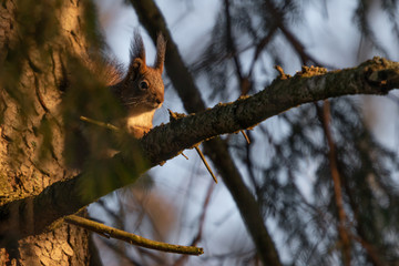 Squirrel sitting on a branch.