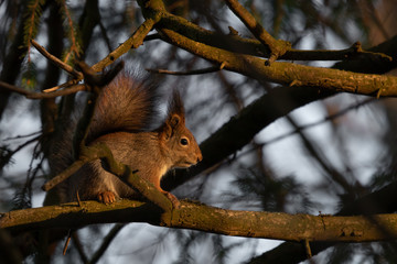 Squirrel sitting on a tree.