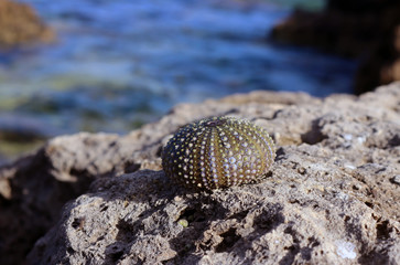 Esqueleto de erizo de mar