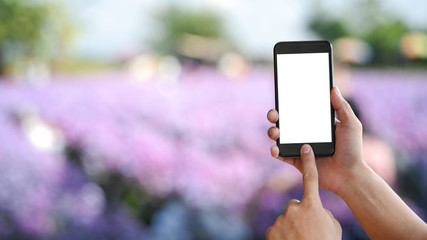 Woman's hands using isolated white screen of smartphone on violet flower field blur background.