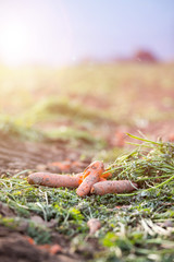 Carrot cultivation on an organic agriculture field. Fresh carrots and soil.