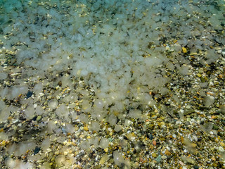 A lot of jellyfish on the beach near the shore.