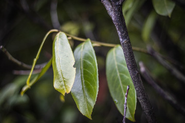 green leaves in spring