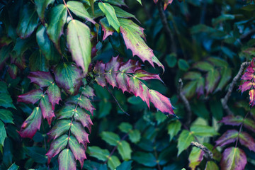 flowers in the garden