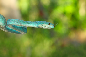 White Lipped Pit Viper (Trimeresurus insularis), Venomous Snake, Venom, Viper Snake, Blue Viper Snake