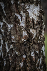 bark of a tree