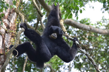 Siamang