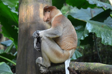 Nasenaffe