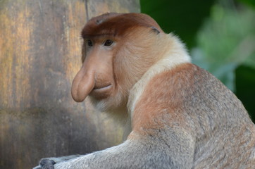 Nasenaffe