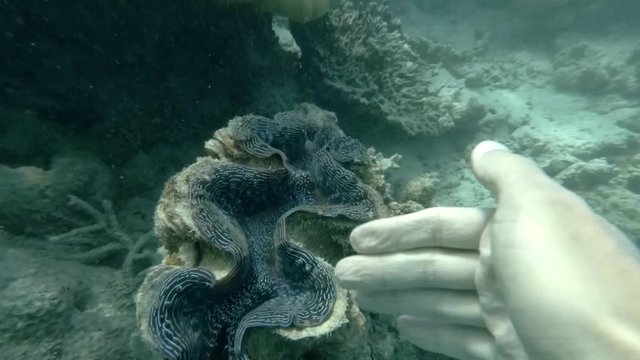 The giant clams in the blue Maldivian ocean