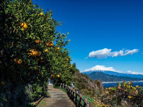 冬晴れの青空が広がる静岡県薩埵峠からの富士山とオレンジに色づくミカン　12月