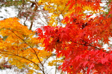 日本の東京都にある六義園という日本庭園の紅葉