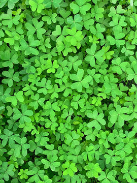 Green clover surface, close-up from above. Field of Bermuda buttercup, Oxalis pes-caprae, with heart-shaped leaves, a flowering plant and evergreen in the wood sorrel familiy. Photo.