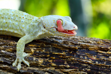 Closeup of a Tokay Gecko