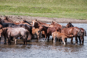 Fototapeta na wymiar big horses and foals in the water at the watering hole