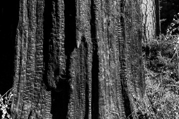 Pine tree charcoal background and texture in black and white