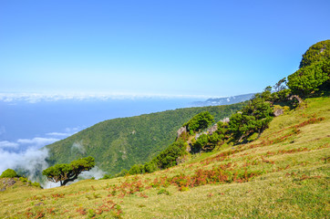 Viewpoint in Fanal, Madeira Island, Portugal. Located in the plateau of Paul da Serra surrounded by the Laurissilva Forest. Old laurel trees on a hill. Laurel forest above the Atlantic ocean