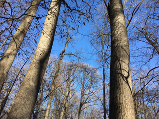 Fototapeta premium trees and sky in winter woods