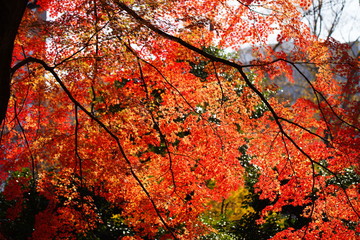 日本の東京都にある六義園という日本庭園の紅葉