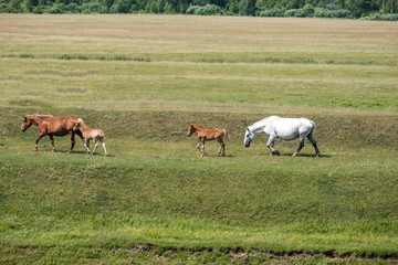 Fototapeta na wymiar two adult horses are walking across a meadow with foals