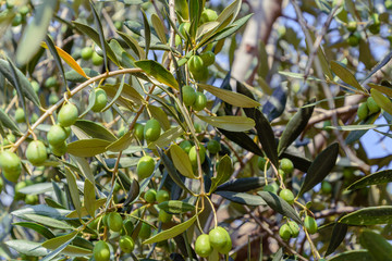 Olivenbaum mit Junge grüne Oliven im Herbst