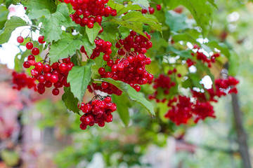 bright wine red berries on a Viburnum shrub with green leaves during an autumn day