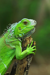 Green iguana on branch, animal closeup