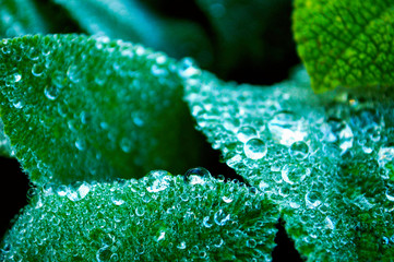 Leaf Water Droplets