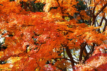 日本の東京都にある六義園という日本庭園の紅葉