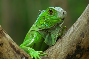 Obraz premium Green iguana on branch, animal closeup