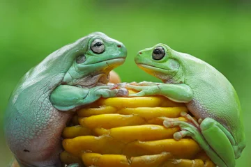 Afwasbaar fotobehang face to face green tree frog, dumpy frog © Agus Gatam