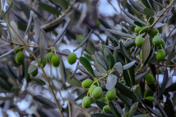 Detail des Olivenbaums, grünen Oliven auf Ästen im Herbst
