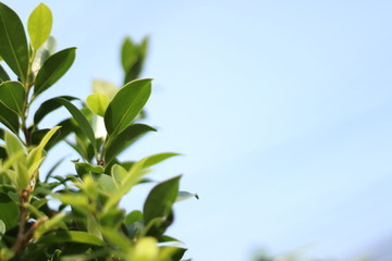 Beautiful Green nature leaves with sun light and blue sky background. Green leaf background