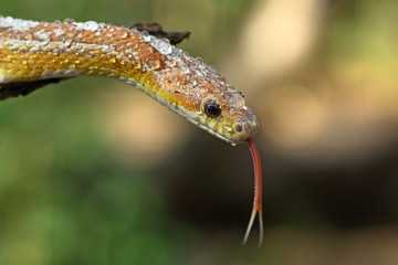 beautiful yellow snake on branch