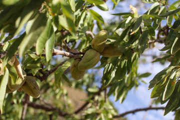 Amandier