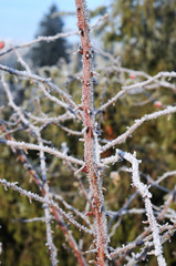 rime ice on thorny twig of a rose bush