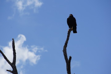 Eagle resting on a dead tree, nature reserve,  mangrove forest