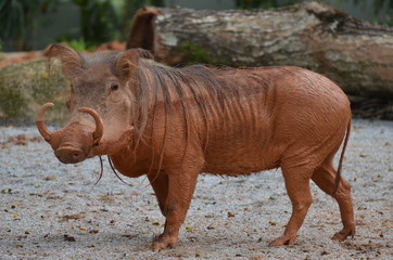 Warzenschwein